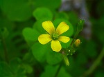 RIM00027.jpg