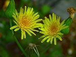 RIM00003.jpg