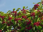 20061121k06.jpg