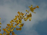 20061121k09.jpg