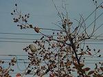 20061121k10.jpg