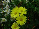 20061121k12.jpg