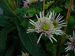 20061121k13.jpg