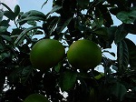 20061121k14.jpg