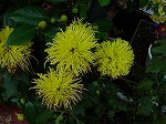 20061121k15.jpg