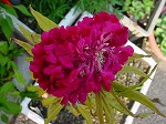 20061121k16.jpg