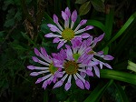 20061121k17.jpg