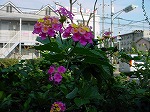 20061121k18.jpg