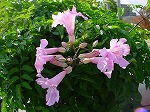 20061121k19.jpg