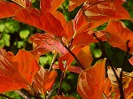 20061121k20.jpg