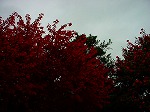 DSC06937.jpg
