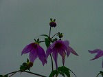DSC06951.jpg