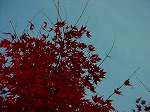 DSC06973.jpg