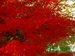 DSC06975.jpg