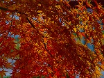 DSC06978.jpg