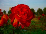 DSC07026.jpg
