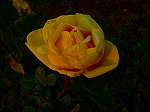 DSC07028.jpg