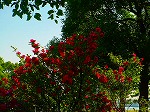 DSC07065.jpg