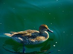 DSC07085.jpg