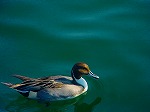 DSC07086.jpg
