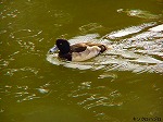 PC060021.jpg