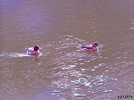 PC060025.jpg