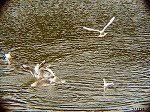 PC060026.jpg