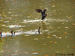 PC060030.jpg