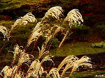 PC060051.jpg