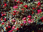 PC060064.jpg