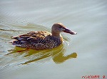 P1010015.jpg