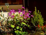 P1010089.jpg