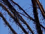 P1010092.jpg