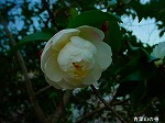 DSC07214.jpg