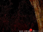 DSC07281.jpg