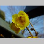 DSC07333.jpg