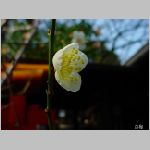 DSC07337.jpg