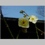 DSC07338.jpg