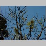 DSC07340.jpg