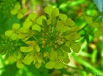 20070406R020.jpg