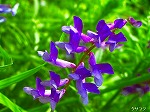 20070406R027.jpg