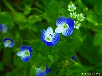 20070406R030.jpg