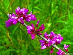 20070406R035.jpg