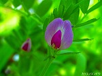 20070406R044.jpg