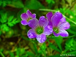 20070406R046.jpg