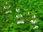 20070406R051.jpg