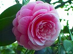 20070406R084.jpg