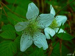 20070406R097.jpg