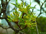 20070406R109.jpg