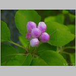 20070414amn01.jpg